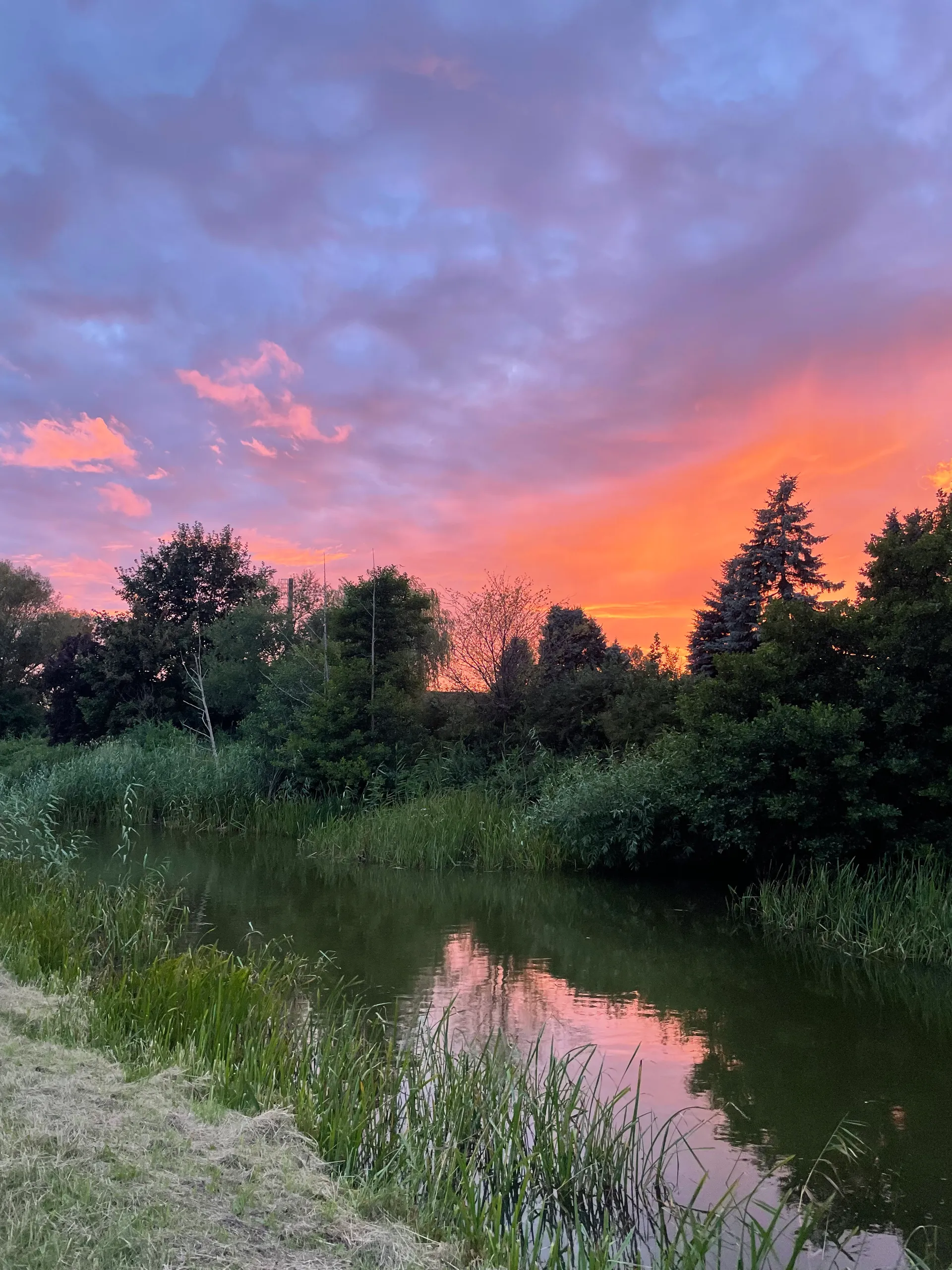 Sylwetki świerków i drzew nad rozlewiskiem o zmierzchu, niebo w kolorach pomarańczu