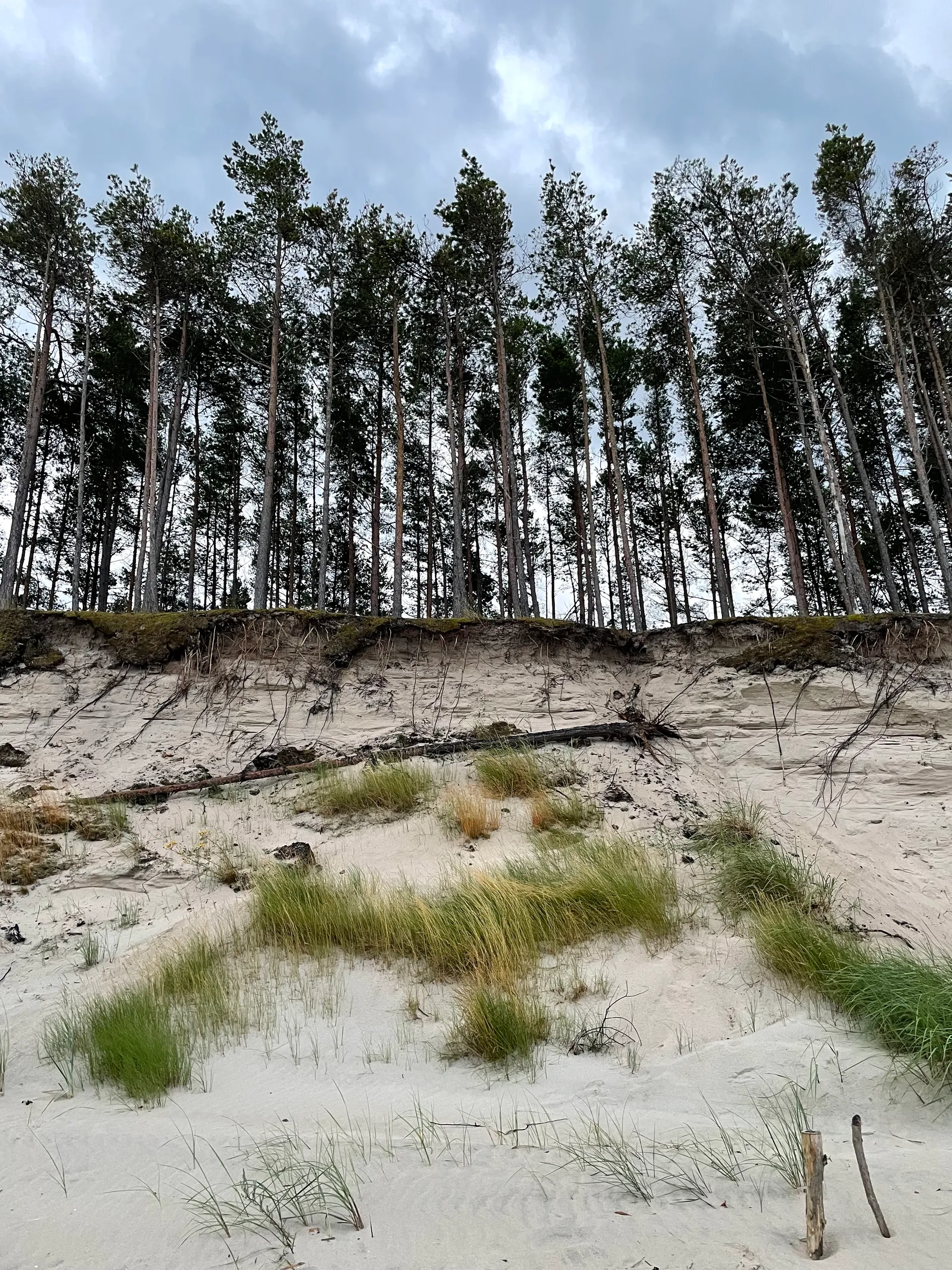 Biały piasek, kępy traw i ściana sosnowego lasu na plaży koło Łeby